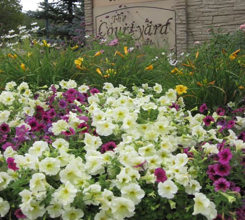 Cream and magenta petunias in front of a stone sign reading The Courtyard