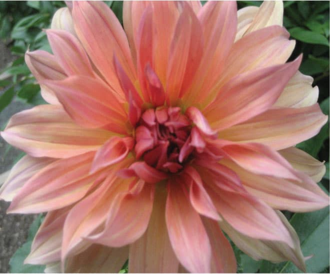 Close-up of a peach and pink dahlia bloom