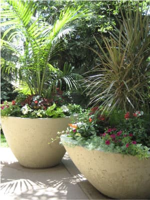 Two concrete planters with palms, cordyline and flowering annuals